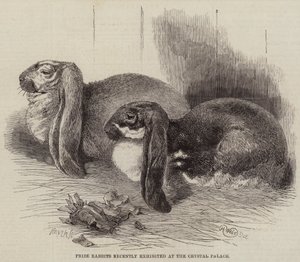 Prize Rabbits esiteltiin äskettäin Crystal Palacessa